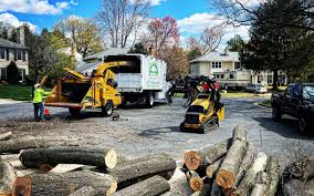 Best Lawn Disease Treatment  in Port Ewen, NY