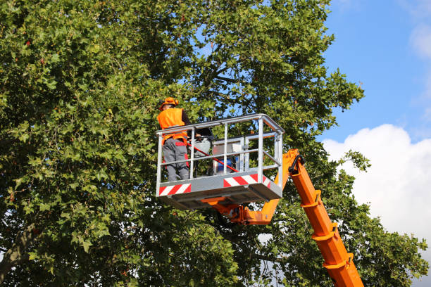 Best Root Management and Removal  in Port Ewen, NY