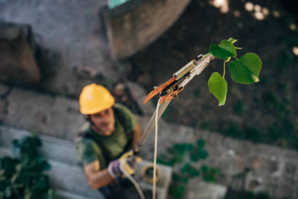 Best Storm Damage Tree Cleanup  in Port Ewen, NY