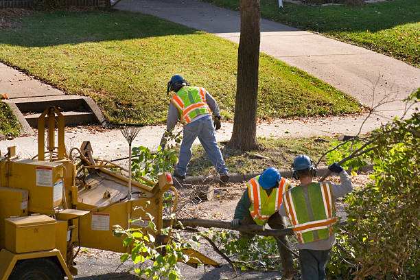 Professional Tree Services in Port Ewen, NY