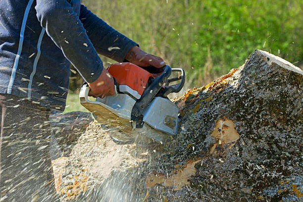 Lawn Renovation and Restoration in Port Ewen, NY