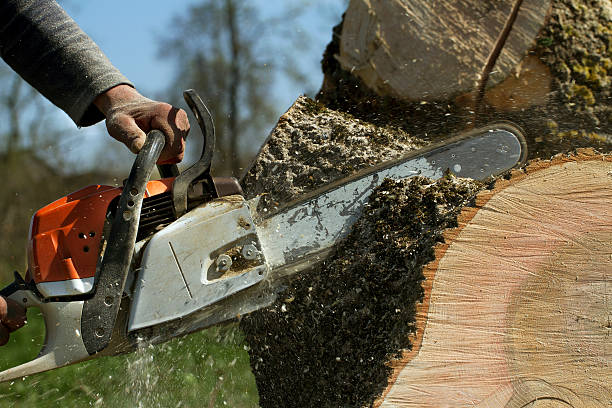 How Our Tree Care Process Works  in  Port Ewen, NY